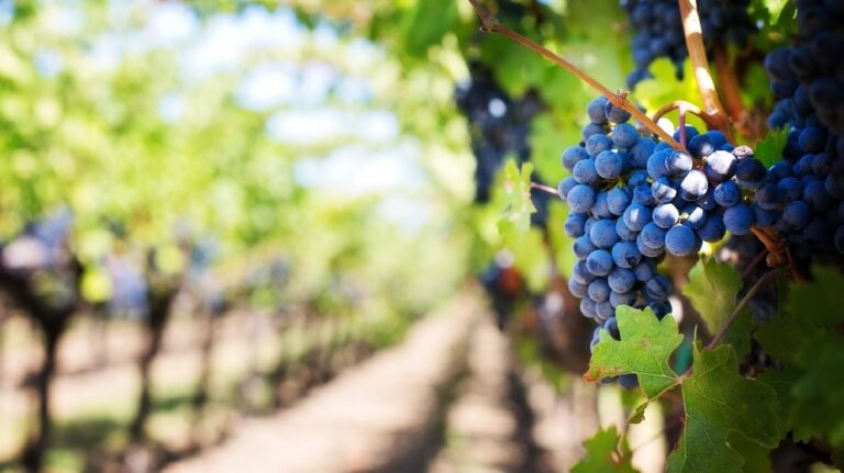 DALLA BIODIVERSITÀ STELLATA ALLE VIGNE URBANE